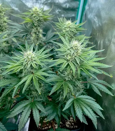 Lemon Orange (GHS)