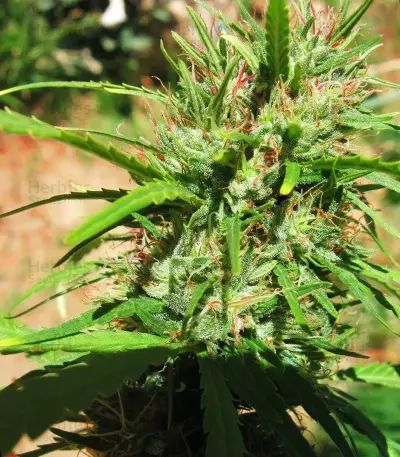 Malawi (Ace Seeds) Cannabis-Samen