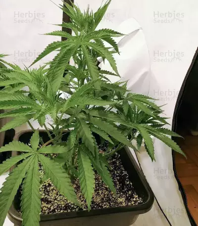Mimosa x Orange Punch feminisierte Samen (Barney’s Farm)