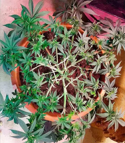 Moby Dick (Herbies USA Express)