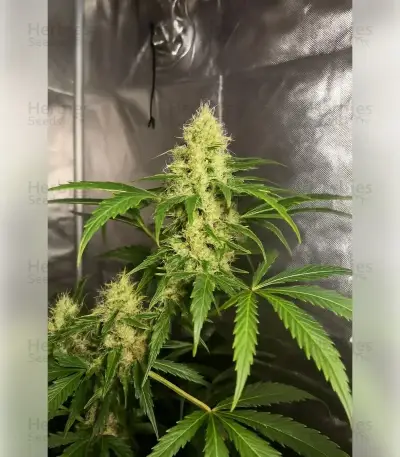 Northern Light Automatic (RQS) Cannabis-Samen