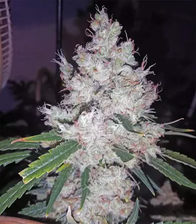 Pink Kush (Barney's Farm) Cannabis-Samen