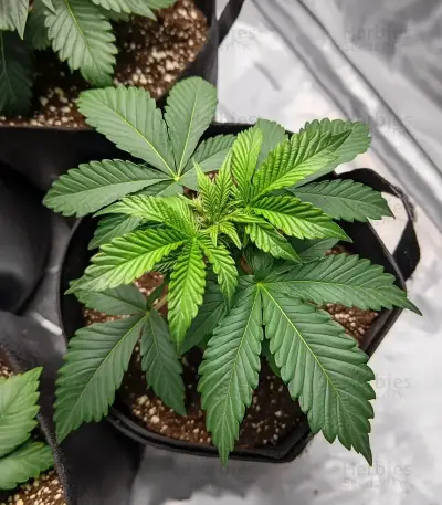 Rainbow Sherbet feminisierte Samen (Barney's Farm)