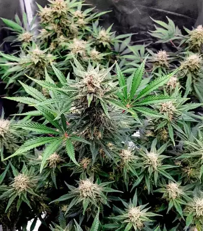 Skywalker Autoflower feminisierte Samen (Seedkeepers)
