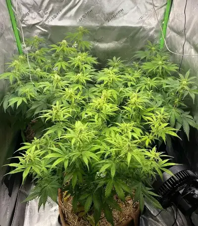 Super Lemon Cloud Auto (Herbies Seeds)