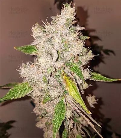 Triple G (RQS) Cannabis-Samen