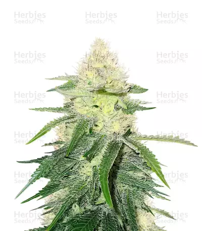 Wombat (BlimBurn Seeds) Cannabis-Samen