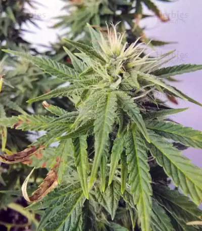 XXL Fem Mix feminisiertes Saatgut (Seedstockers)