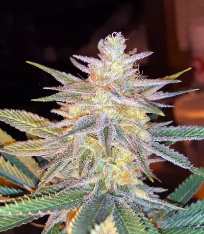 Z (Blackskull Seeds) Cannabis-Samen