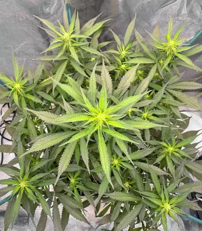 Strawberry Gorilla Auto strain
