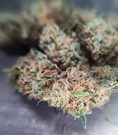 Sweet Zombie (Expert Seeds) Cannabis-Samen