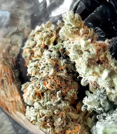 Trainwreck Fast Version feminisierte Samen (Seedkeepers)