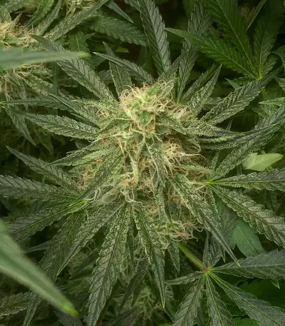 Watermelon Z Auto Samen feminisiert (Barney's Farm)