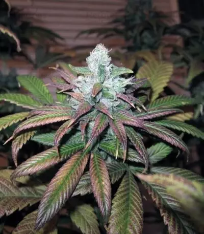 Train Wreck (GHS) Cannabis-Samen