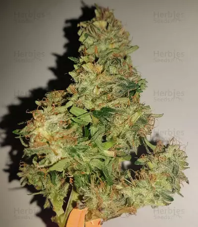Auto Kaya 47 (Advanced Seeds) Cannabis-Samen
