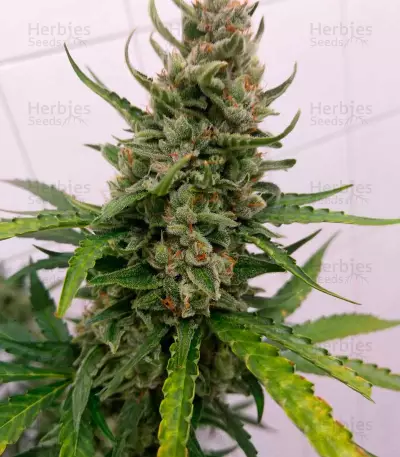 Auto Strawberry Gum (Advanced Seeds) Cannabis-Samen