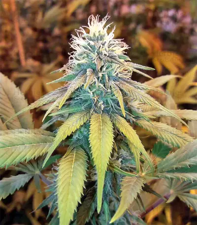 Buzz Light Gear (Dr. Krippling Seeds) Cannabis-Samen