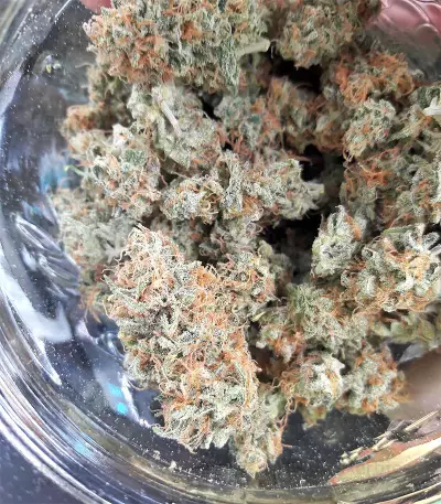 Buzz Light Gear (Dr. Krippling Seeds) Cannabis-Samen