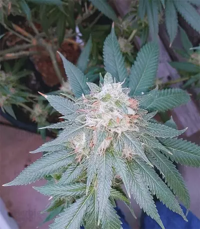Chemdawg (Humboldt Seeds Organization) Cannabis-Samen