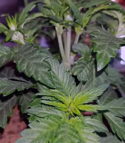 Critical Kush regular (Barney's Farm) Cannabis-Samen