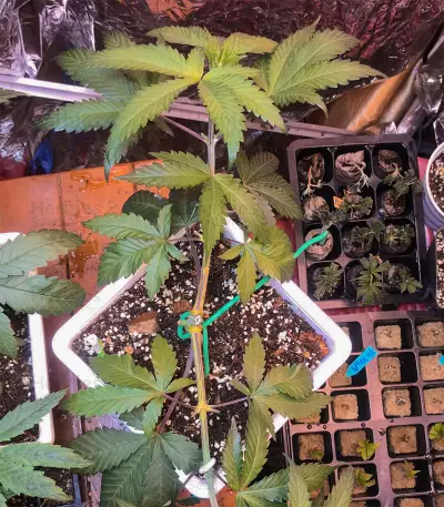 Gelato (Blackskull Seeds) Cannabis-Samen