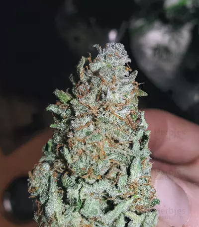 Girl Scout Cookies Auto (Garden Of Green) Cannabis-Samen