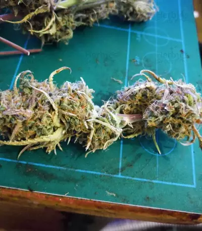 Girl Scout Cookies (Original Sensible Seeds) Cannabis-Samen