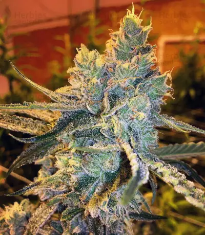 Girl Scout Cookies (Original Sensible Seeds) Cannabis-Samen