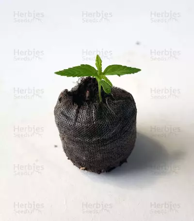 Green Crack (BlimBurn Seeds) Cannabis-Samen