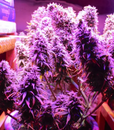 Hindu Kush Automatic (Sensi Seeds) Cannabis-Samen