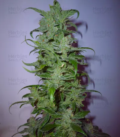 HulkBerry strain