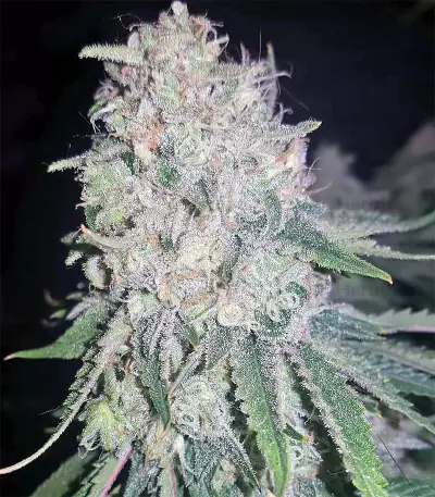 King's Banner regular (Dark Horse Genetics) Cannabis-Samen