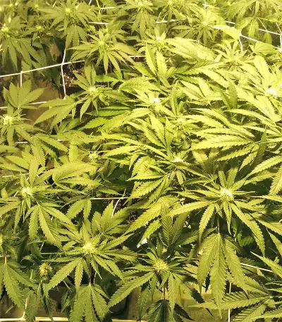 Kripple Roulette (Dr. Krippling Seeds) Cannabis-Samen