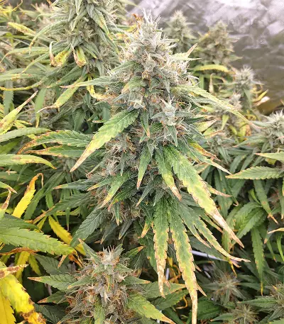Malawi x Panama (Ace Seeds) Cannabis-Samen