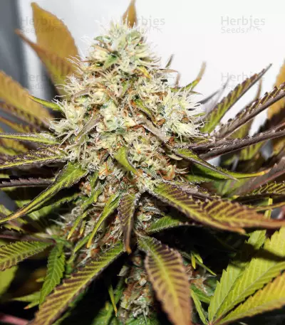 Melon Gum (Dr. Underground) Cannabis-Samen