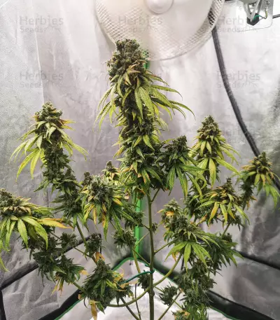 NYC Diesel (Zambeza Seeds) Cannabis-Samen