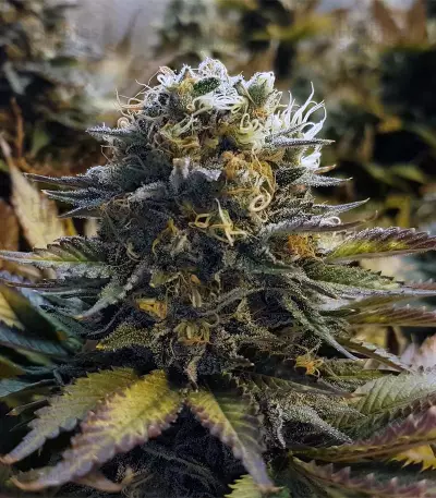 Original Glue (Nirvana Seeds) Cannabis-Samen