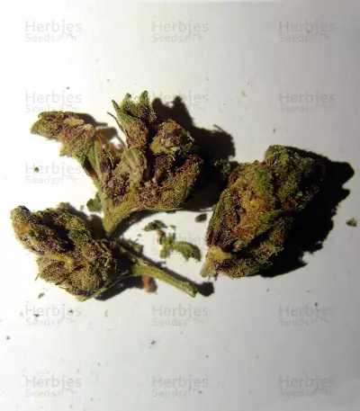 Pakistan Chitral Kush (CannaBioGen) Cannabis-Samen
