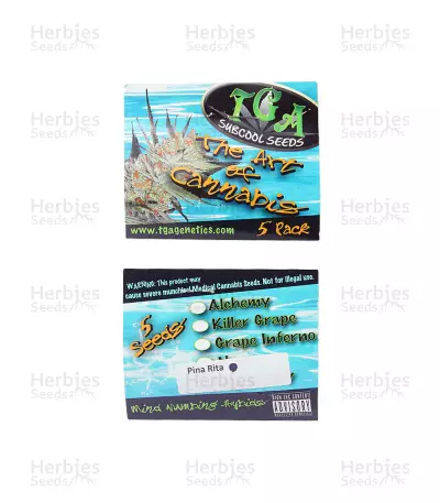 Pina Rita regular (TGA Subcool Seeds / SubCool’s The Dank) Cannabis-Samen