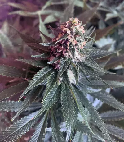 Purple Punch (Seedstockers) Cannabis-Samen