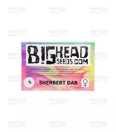 Sherbert Dab (Big Head Seeds) Cannabis-Samen