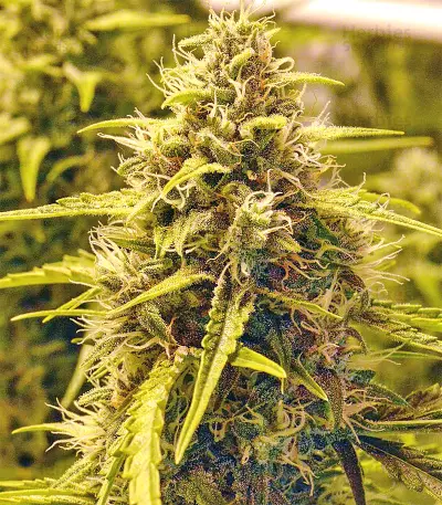 Sour Hound F2 Auto (Mephisto Genetics) Cannabis-Samen