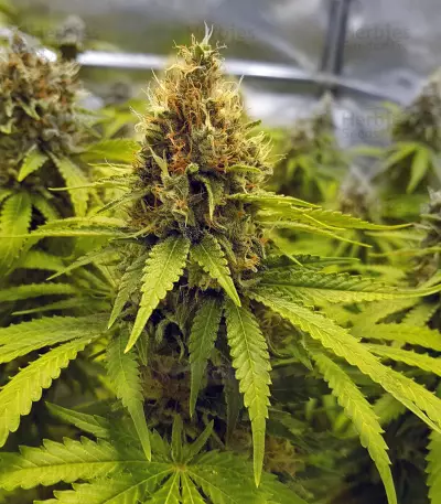 Toxic (Ripper Seeds) Cannabis-Samen