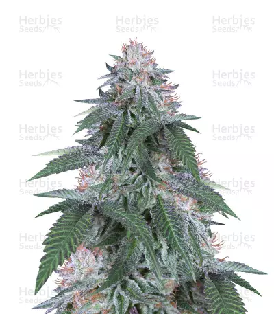 Velvet Octane (Humboldt Seeds) Cannabis-Samen