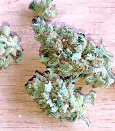 White Widow Auto