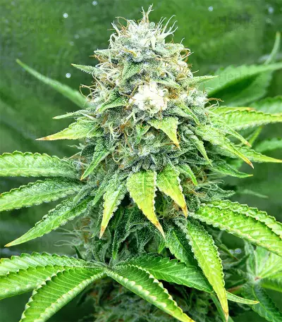 Xtreme Kush (Xtreme Seeds) Cannabis-Samen