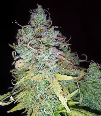 Z Glue (Expert Seeds) Cannabis-Samen