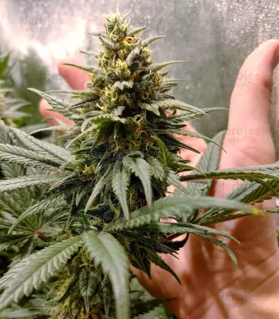 Amnesia Lemon Kush (Original Sensible Seeds) Cannabis-Samen
