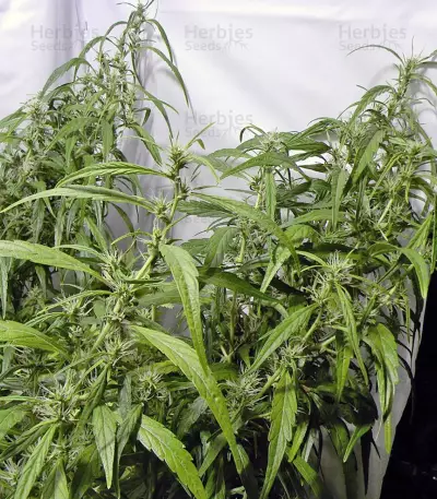 Arjan's Ultra Haze #1 (GHS) Cannabis-Samen
