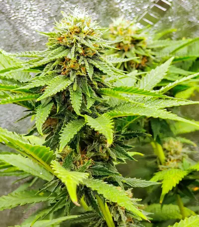 Chemdog Fast Version feminisierte Samen (EGS)